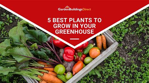 5 Best Plants To Grow In Your Greenhouse Blog Garden Buildings Direct