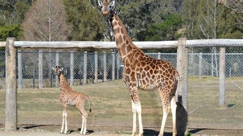 Baby Giraffe Walking Tall At Mogo Zoo Photos Bay Post Moruya