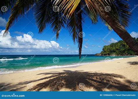 Calm Palm On Caribbean Beach With White Sand Royalty Free Stock Image
