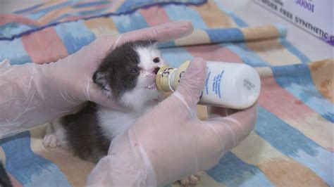 San Diego Humane Society Preparing Hundreds Of Kittens For