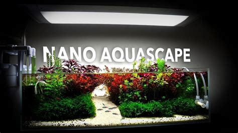 The roots should not be buried in the substrate, instead attach the plant to a piece of driftwood or a rock. Nano Aquarium - Aquascape With Immersed Plants | Aquascape ...