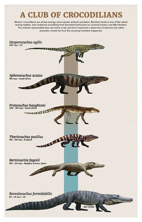 Crocodile Evolution