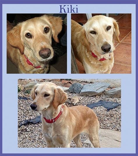 Kiki 18 Month Old Female Golden Retriever Cross Whippet Dog For Adoption