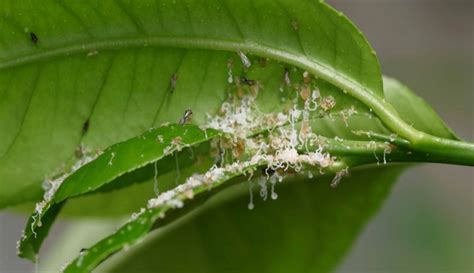 Asian Citrus Psyllids Found In Fresno County California Ag Network