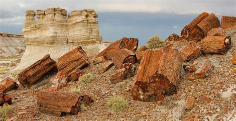 Petrified Wood Britannica