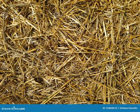 Dry Yellow Straw Scattered On The Ground Stock Photo Image Of Grass