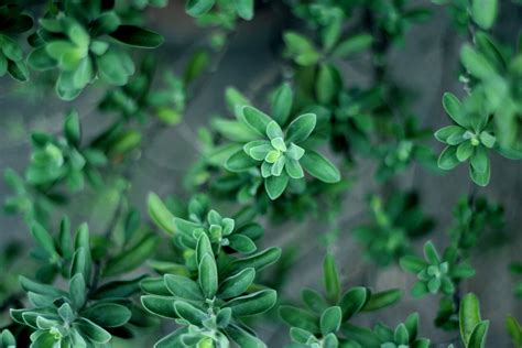 Free Images Nature Growth Leaf Flower Green Herb Produce