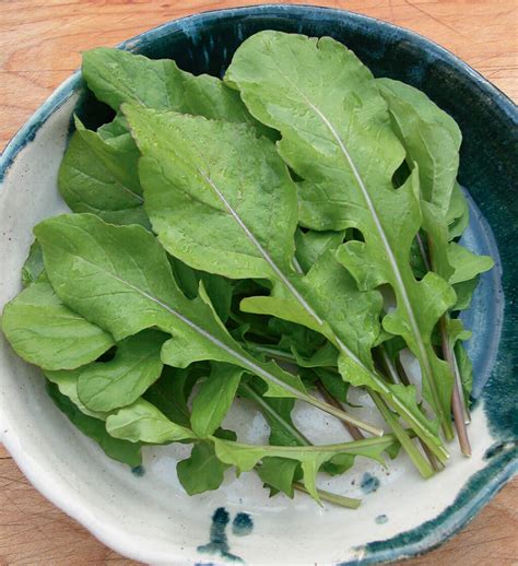 Arugula High Yield Easy Grow Greens For Salads And Cooking