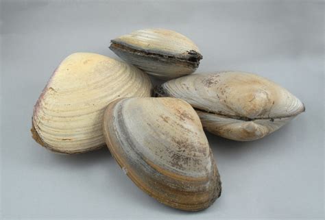 Surf Clams Large Clam Qty 3 4 Per 5 Lb Bundle The Fresh Lobster Company