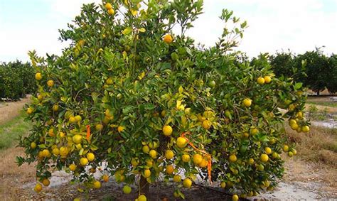 Cdfa Plant Health Asian Citrus Psyllid Huanglongbing