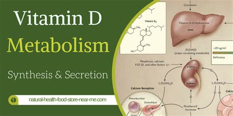 We did not find results for: Vitamin D Metabolism - Synthesis and Secretion - Natural ...