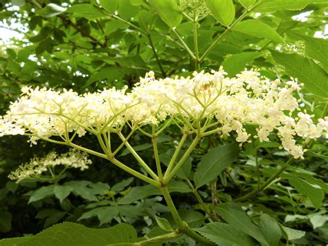 How And When To Pick The Best Elder Flowers Wild Walks Southwest