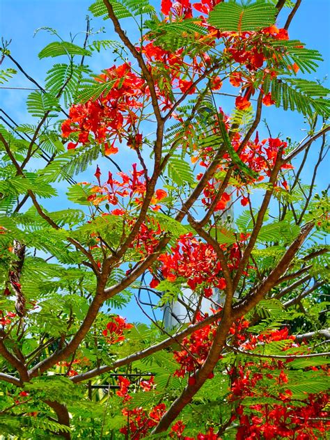 Tamarindo Costa Rica Daily Photo Red Flowers In The Trees