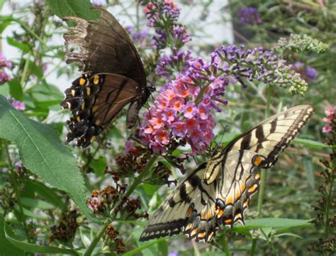 Bug Of The Month September 2012 Tiger Swallowtails Including Dark