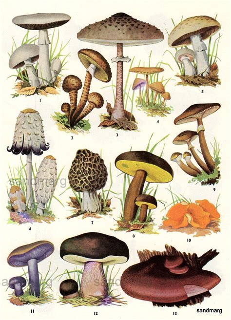 An Illustration Of Different Types Of Mushrooms