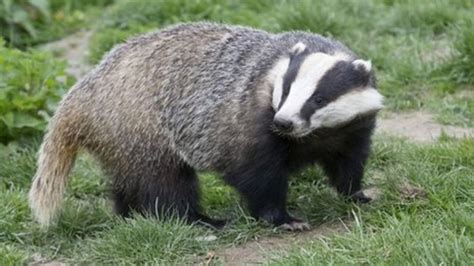 Badger Trust Given Permission To Challenge Badger Cull Bbc News