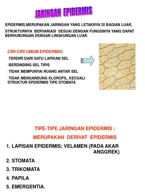 Untuk memperindah tampilan kita dapat memasukkan gambar dan background ke dalam dokumen html. Gambar Bunga Anggrek Dan Strukturnya - Gambar Bunga