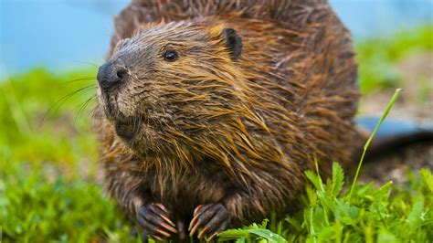 Beaver