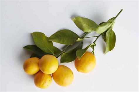 10 Different Types Of Lemons