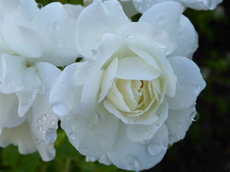 White Rose Close Up Free Stock Photo Public Domain Pictures