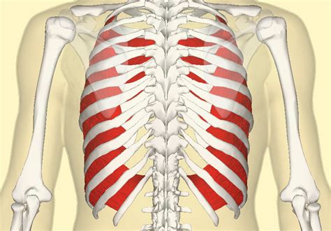 Rib Cage Muscles Thoracic Muscles Attachments Actions Teachmeanatomy