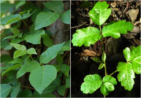 How To Identify Poison Oak And Poison Ivy While Hiking Quora