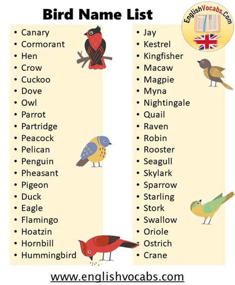 Bird Names List And Examples English Vocabs