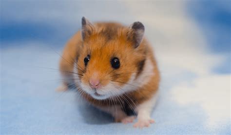 Winter White Russian Hamster Facts Information And Pictures