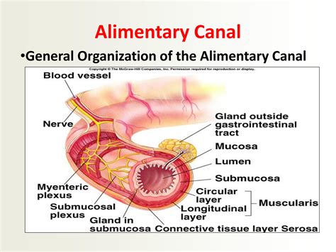 Solution Histology Digestive System Alimentary Canal Studypool
