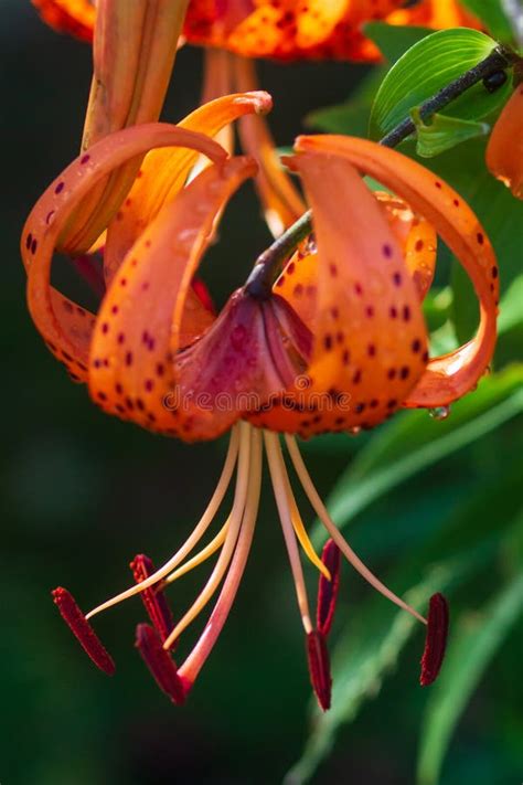 Tigerlilien Im Garten Lilium Lancifolium Syn L Tigrinum Ist Eins