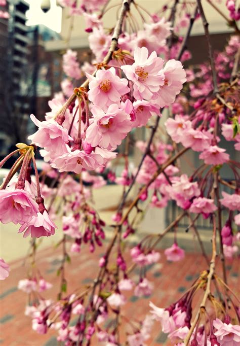 Free Images Branch Flower Petal Food Spring Produce Botany