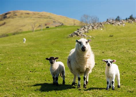 Welsh Farms Receive Share Of £625 Million