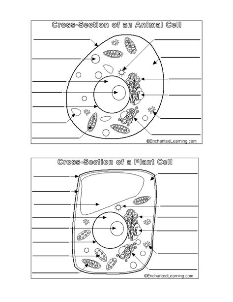 Parts Of An Animal Cell Worksheets
