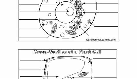 Plant Cellular And Animal Cells Coloring Page - JaylonaxPatel