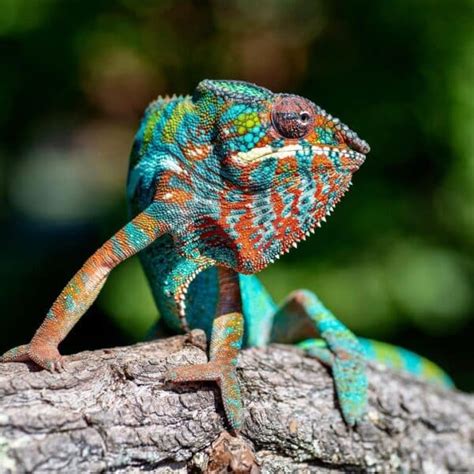 Panther Chameleon Learn About Nature
