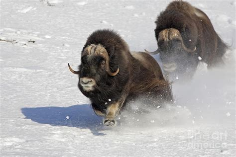 Running Of The Bulls Musk Ox Style Photograph By Tim Grams