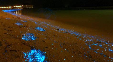 Mudhdhoo Island Sea Of Stars Glowing Beach Of Maldives Flyvour
