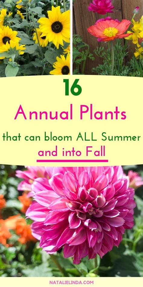 16 Annuals That Bloom All Summer Long Natalie Linda Annual Plants Annual Flowers Plants