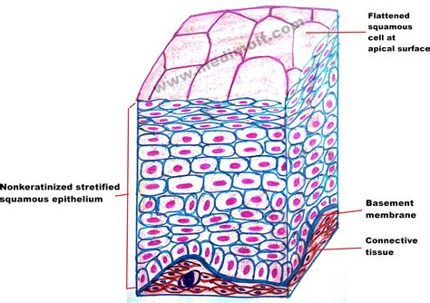 Simple Squamous Epithelium Basement Membrane Esophagus Stratified Squamous