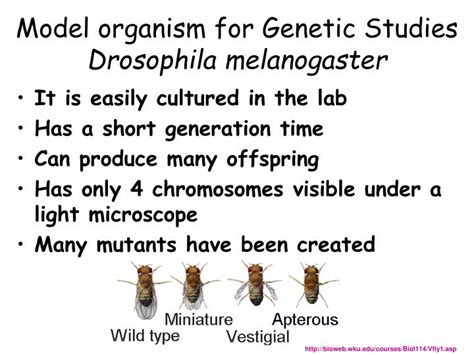 Despite the wealth of knowledge regarding genetic mechanisms that affect drosophila courtship behavior, we know virtually nothing of the genes that. PPT - Fruit Fly Genetics Drosophila melanogaster ...