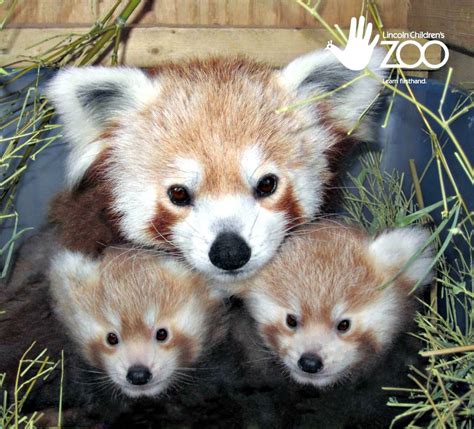 Red Panda Twins Double The Fun At Lincoln Childrens Zoo Cute Animals