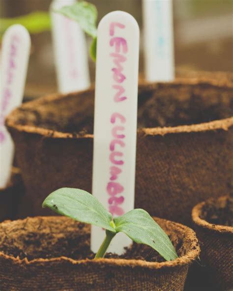 Lemon Cucumber Growing Guide Offbeet