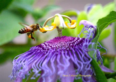 Passion Flower And A Honey Bee Collecting The Nectar Violet Garden