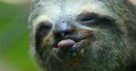 Boo Sloths Tongue Sticking Out P 5 Obsession Sloths Pinterest Sloths And Ps