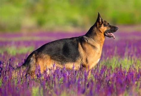 When looking for the best dog food for a german shepherd… it's important to choose a food that's safe for your pet's age. 7 Best Harnesses For German Shepherds: 2020 Buyer's Guide