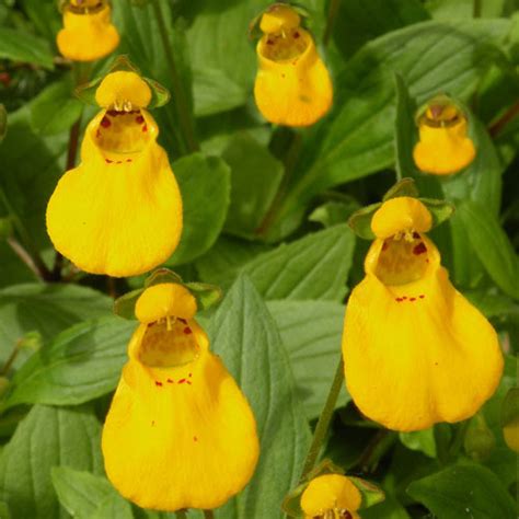 Calceolaria John Innes Seeds Ladys Purse Slipper Flower