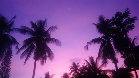 Colorful Purple Background Purple Palm Trees Shadow Retrowave Sun
