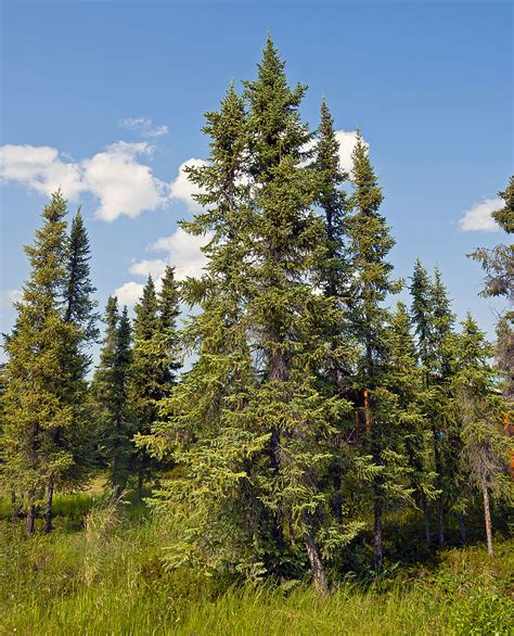 Fileblack Spruce Stand At Arctic Chalet Inuvik Nt Wikimedia Commons
