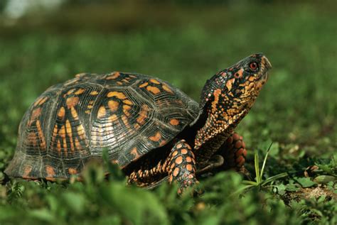 The Ultimate Guide To Box Turtle Breeding Tips Tricks And Everything