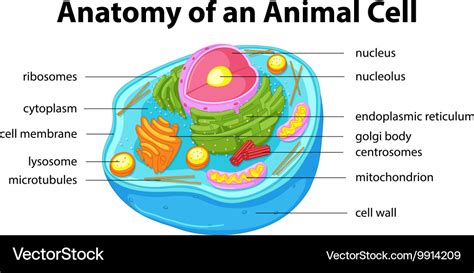 Diagram Showing Anatomy Of Animal Cell Royalty Free Vector